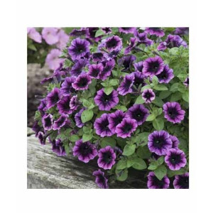HusMah Rare Petunia Seeds Purple HusMah Rare Petunia Seeds Purple