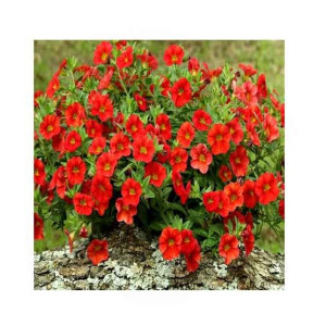 HusMah Rare Petunia Seeds Red HusMah Rare Petunia Seeds Red