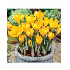 HusMah Yellow Saffron Seeds Bonsai Garden Flowers HusMah Yellow Saffron Seeds Bonsai Garden Flowers