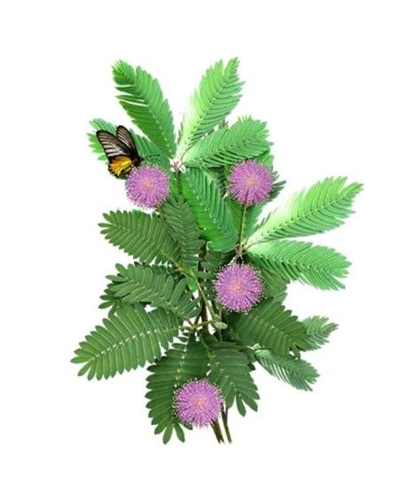 iShopping - Diy Store Mimosa Pudica Shame Plant Seeds