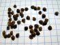 iShopping - Diy Store Mimosa Pudica Shame Plant Seeds