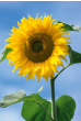 iShopping - DIY Store Sunflower Giant Summer Flower Seeds