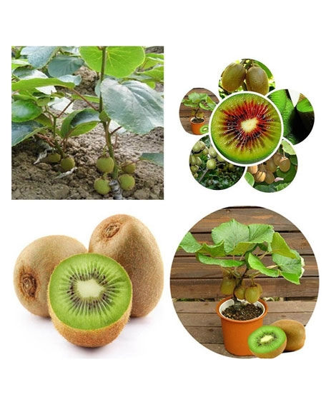iShopping - Husmah Thailand Mini Kiwi Fruit Seeds Imported