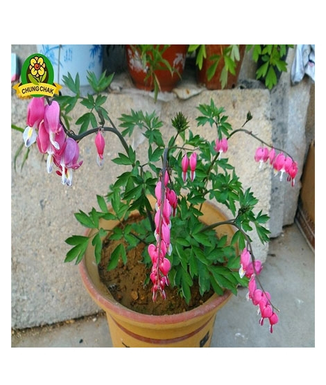 iShopping - Husmah Bleeding Heart Flower Seeds Pink