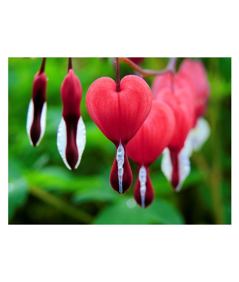 iShopping - HusMah Bleeding Heart Flower Seeds Orange