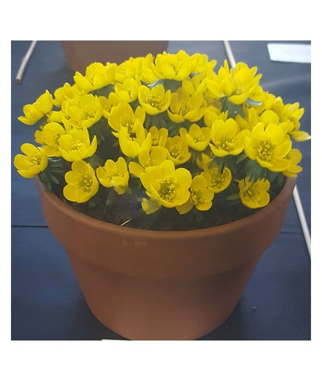 iShopping - HusMah Rare Eranthis Flower Seeds
