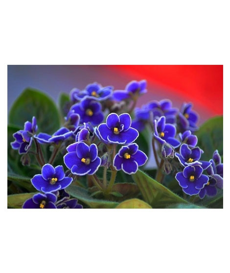 iShopping - HusMah Bonsai Matthiola Incana Seed- Purple