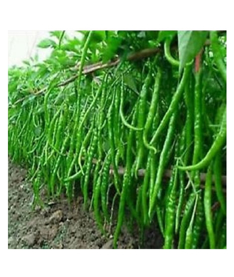 iShopping - HusMah Long Hot Pepper Seeds