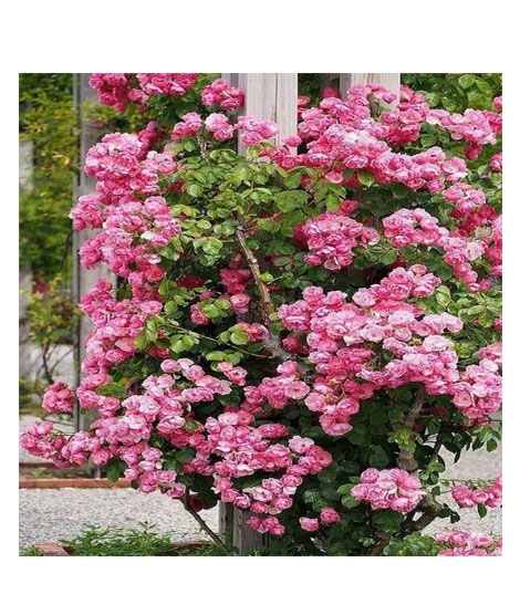 iShopping - HusMah Rare Climbing Rose Seeds - Pink