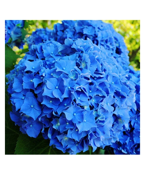 iShopping - HusMah Rare Hydrangea Seeds- Blue