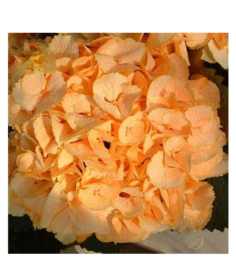 iShopping - HusMah Bleeding Heart Flower Seeds Dicentra Spectabilis Orange
