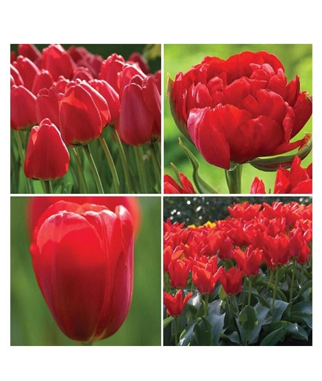 iShopping - HusMah Tulip Red Highgrade Courtyard