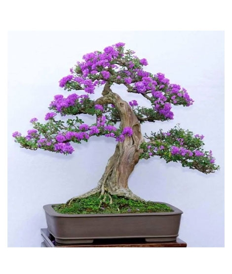 iShopping - HusMah Bonsai Seeds Japanese Lilac Seeds (Extremely Fragrant)