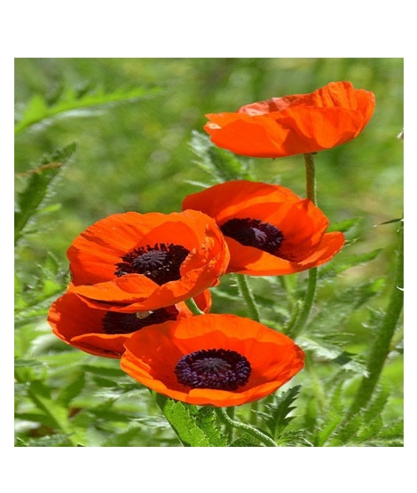 iShopping - HusMah Beautiful Bonsai Poppy Seeds- Orange