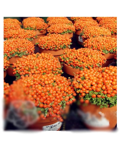 iShopping - HusMah Scoparia Red Plants Seeds