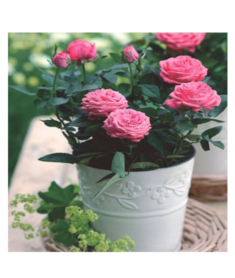 iShopping - HusMah Bonsai Miniature Rose Seeds- Pink