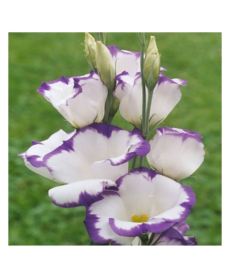 iShopping - HusMah Bonsai Rare Eustoma Seeds- White Purple