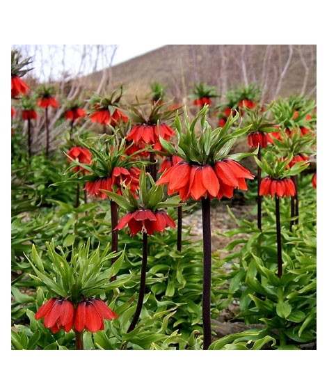 iShopping - HusMah Bonsai Imperial Crown Seeds- Red