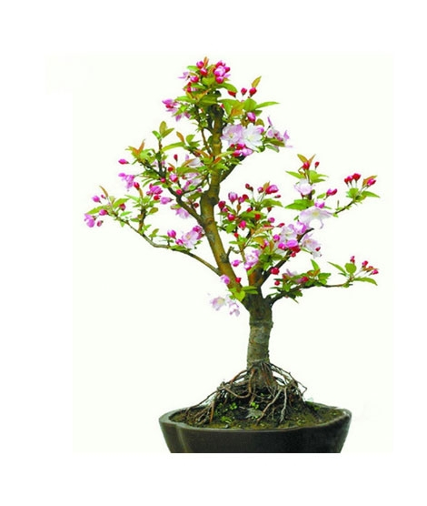 iShopping - HusMah Malus Spectabilis Begonia Bonsai Tree