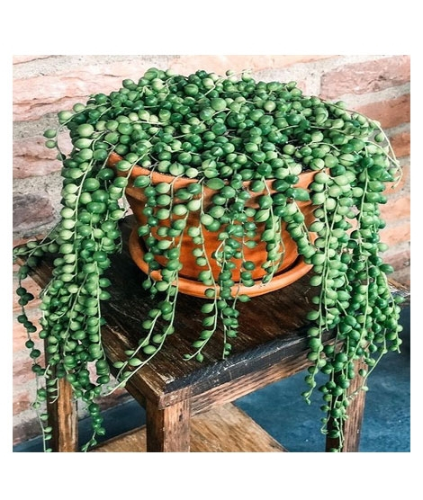 iShopping - HusMah Round Pearl Chlorophytum Seeds