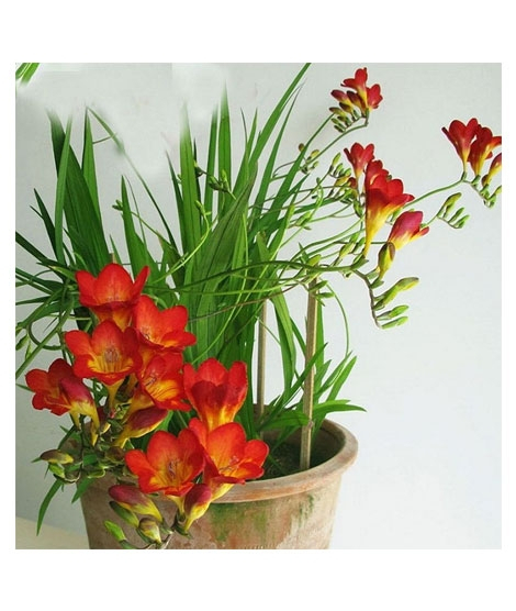 iShopping - HusMah Hot Selling Red Freesia Seeds