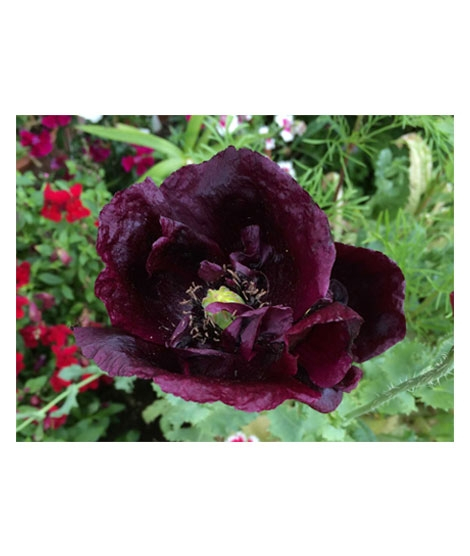 iShopping - HusMah Beautiful Bonsai Poppy Paradise Seeds