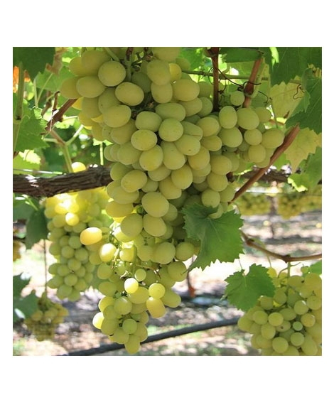 iShopping - HusMah Rare Cotton Candy Graps Seeds