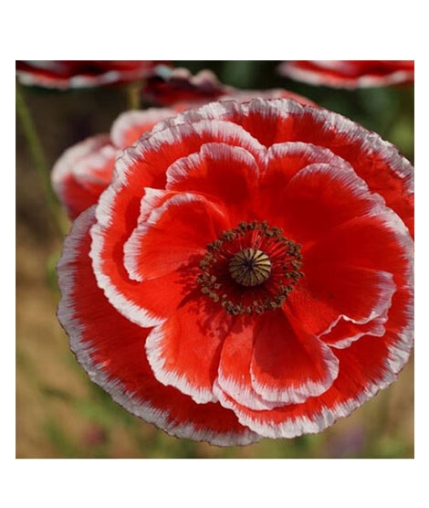 iShopping - HusMah Beautiful Bonsai Poppy Paradise Red & White Seeds