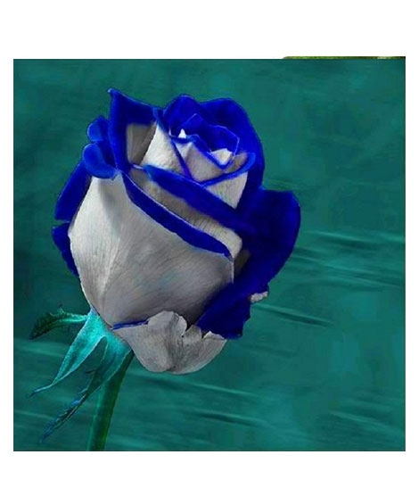 iShopping - HusMah Holland Rare White & Blue Rose Imported Seeds