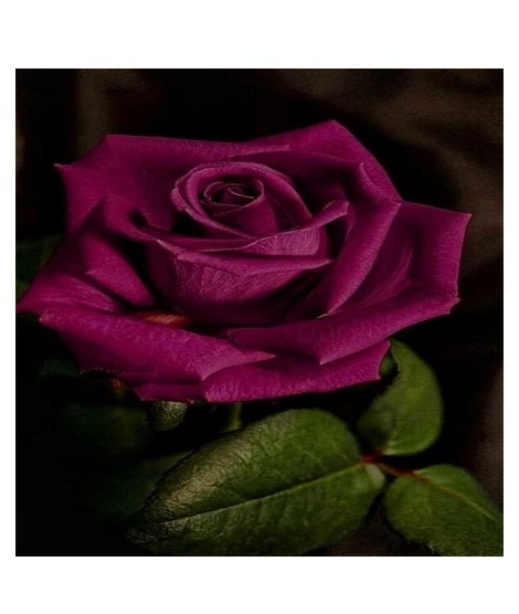 iShopping - Husmah Purple Rose Seeds