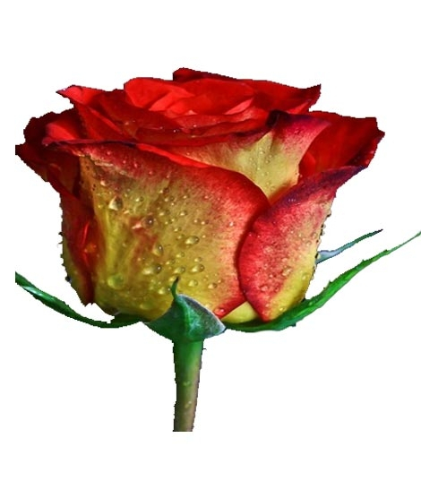 iShopping - Husmah Red Yellow Rose Seeds