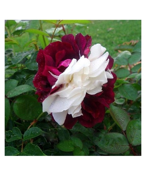 iShopping - Husmah Zampa Dust Rose Seeds