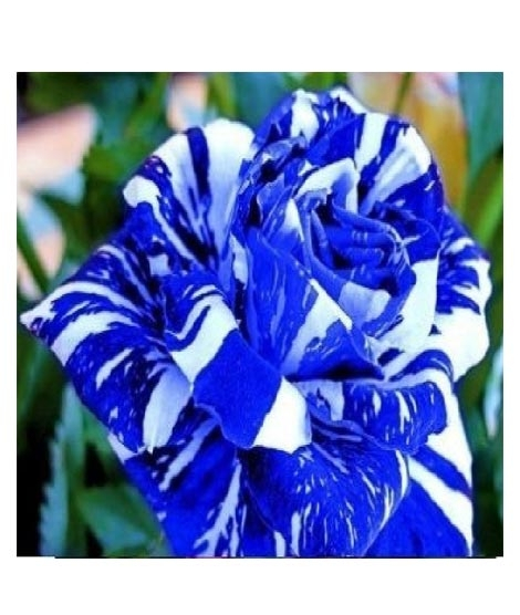iShopping - Husmah Blue Dragon Rose Seeds