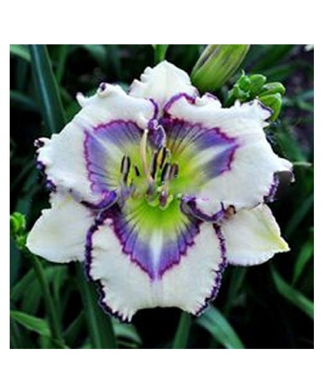 iShopping - Husmah Hibiscus White Violet Flower Seeds