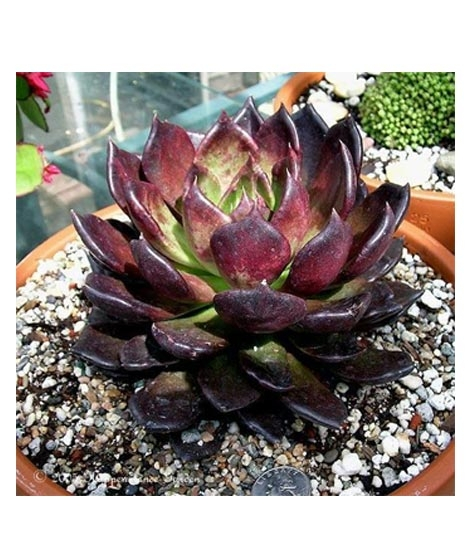 iShopping - Husmah Chroma Succulent Seeds