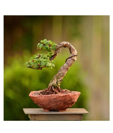 iShopping - Husmah Portulacaria Afra Variegata Succulent Seeds