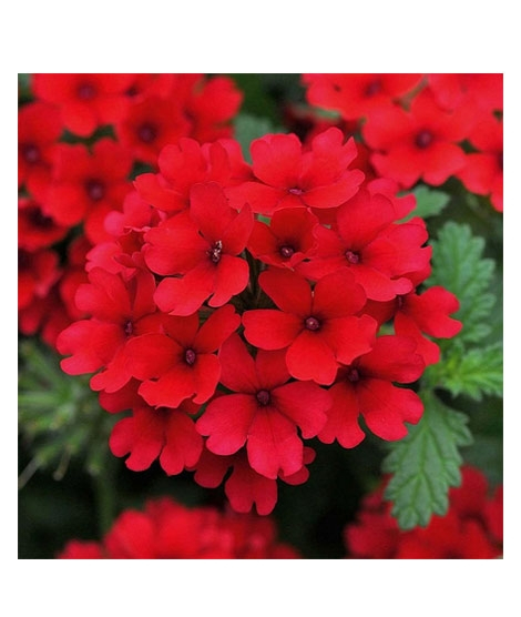 iShopping - Husmah Verbena Red Flower Seeds