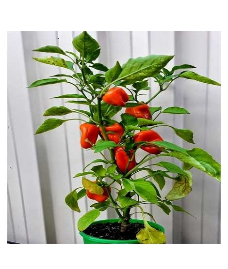 iShopping - Husmah Bell Pepper Red Vegetable Seeds