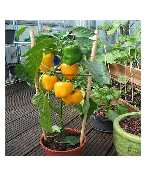 iShopping - Husmah Capsicum Yellow Vegetable Seeds Home Gardending