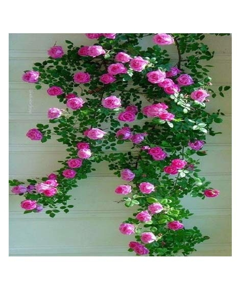 iShopping - Husmah Climbing Rose Pink Flower Seeds