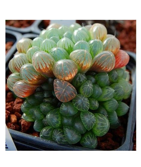 iShopping - Husmah Succulent Haworthia Ikra Seeds