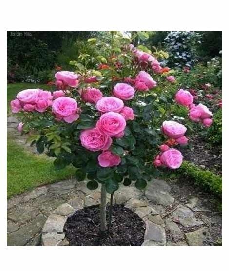iShopping - Husmah Rose Pink Tree Seeds