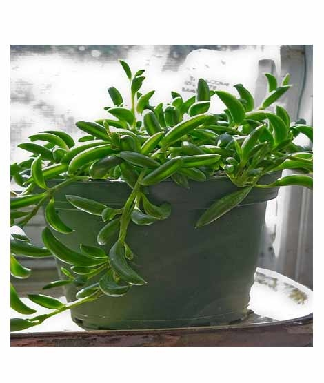 iShopping - Husmah String of Banana Succulent Seeds