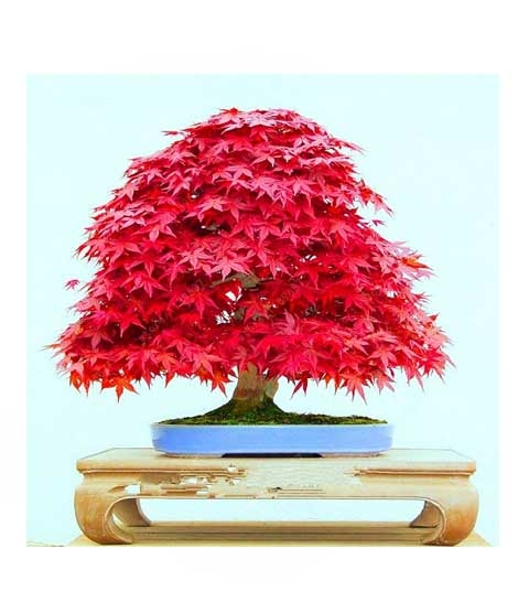 iShopping - HusMah American Red Maple Seeds