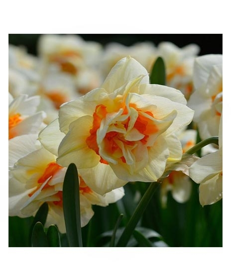 iShopping - HusMah Beautiful Narcissus Flower Balcony Plant Seeds White Orange