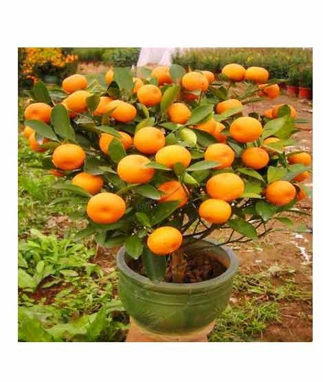 iShopping - HusMah Bonsai Orange Fruit Tree Seeds