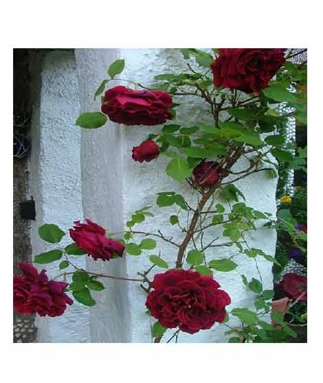 iShopping - HusMah Climbing Rose Dark Maroon Flower Seeds