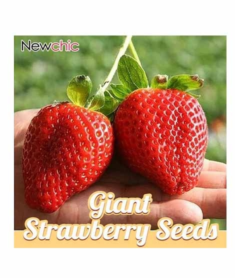 iShopping - HusMah Giant Strawberry Seeds Four Season