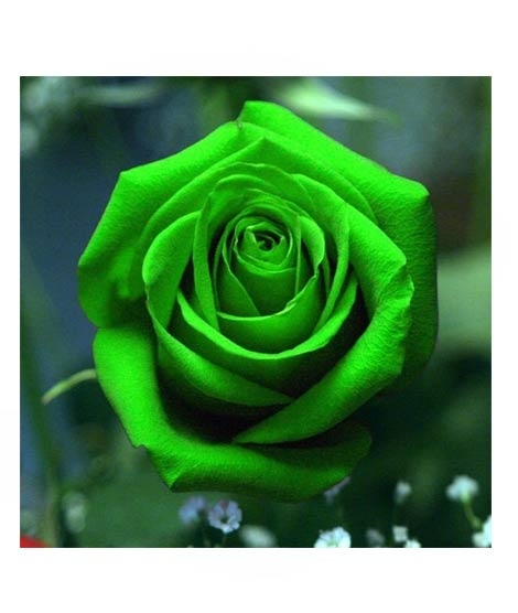 iShopping - HusMah Holland Rare Green Rose Imported Seeds