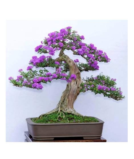 iShopping - HusMah Japanese Lilac Seeds Extremely Fragrant